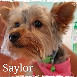 Photo of Saylor pending adoption