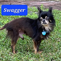 Photo of Swagger