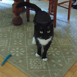 Photo of Scout