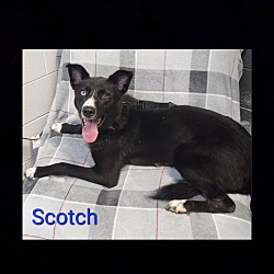 Thumbnail photo of Scotch #2