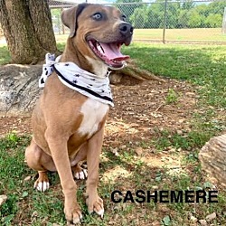 Thumbnail photo of Cashmere #1