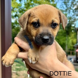 Thumbnail photo of Gracie’s Dottie - adoption pending #2