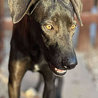 adopt-pet