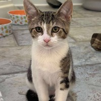 adopt-pet