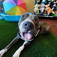 adopt a pet