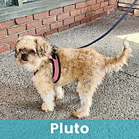 PLUTO - Mixed Breed (Small) available for adoption