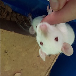 Thumbnail photo of Baby Rats #2