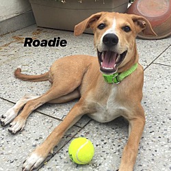 Thumbnail photo of Roadie #2