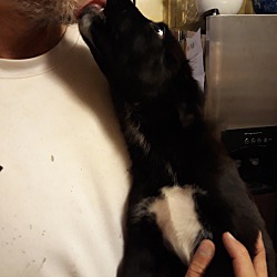 Thumbnail photo of Midnight-adoption pending #2