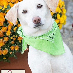 Photo of Nugget, A SECOND CHANCES Dog!