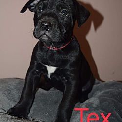 Thumbnail photo of Tex #4
