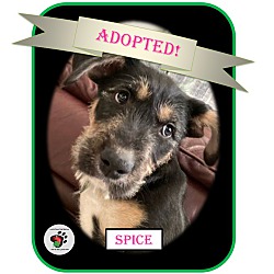 Thumbnail photo of Spice, ADOPTIED! #1