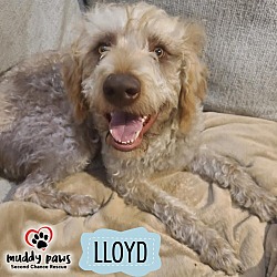 Photo of Lloyd (Courtesy Post)
