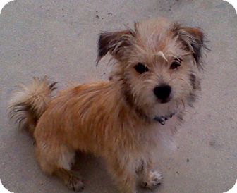 wire haired yorkshire terrier