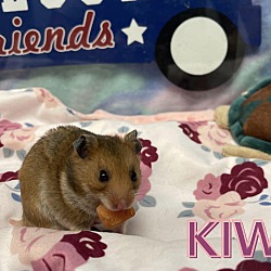 Thumbnail photo of Kiwi #1