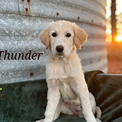 Thumbnail photo of Thunder #3