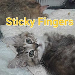 Photo of Sticky Fingers (Landfill Kitten 4)