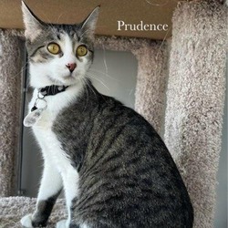 Thumbnail photo of Prudence #2