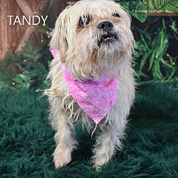 Thumbnail photo of Tandy #1