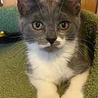 adopt a pet