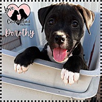 adopt a pet