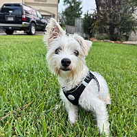 adopt-pet