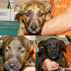 Photo of Mt. Cur/Lab Mix Puppies