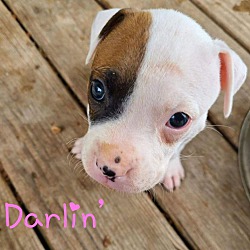 Photo of Darlin