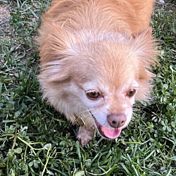 Photo of Small elderly dog Finn