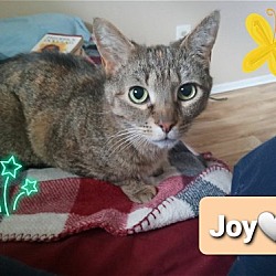 Thumbnail photo of Joy #4