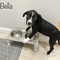 Thumbnail photo of Bella in CT #3