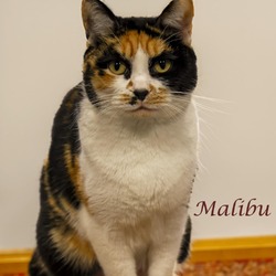 Photo of Malibu (C24-026)