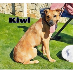 Thumbnail photo of Kiwi #1