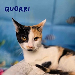 Thumbnail photo of Quorri #1