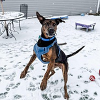adopt a pet