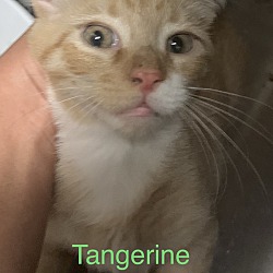 Photo of Tangerine