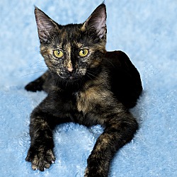 Thumbnail photo of Molly #2