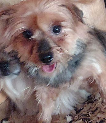 Upper Saddle River, NJ - Yorkie, Yorkshire Terrier. Meet Gracie a Pet
