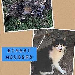 Thumbnail photo of Expert Mouser #1