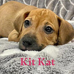 Photo of KIT KAT