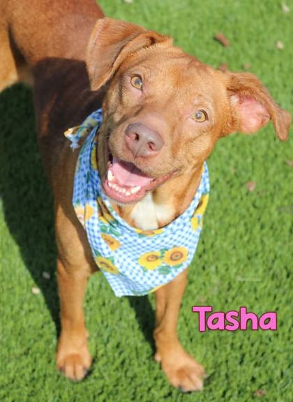 Photo of Tasha