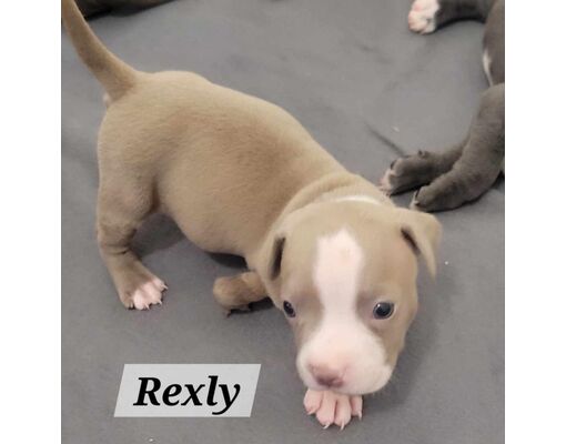 Clive, IA - American Bulldog/Mixed Breed (Medium). Meet Rexly JuM a Pet ...