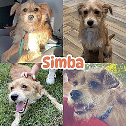 Thumbnail photo of Simba #1