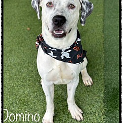 Thumbnail photo of DOMINO #2