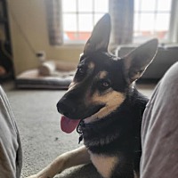 adopt a pet
