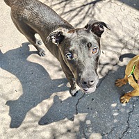 adopt a pet
