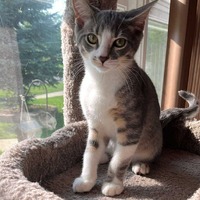 adopt-pet