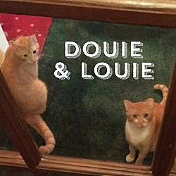 Thumbnail photo of Douie #1