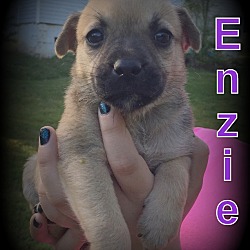 Thumbnail photo of Enzie #4