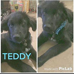 Thumbnail photo of TEDDY 5 MO LAB MIX #1